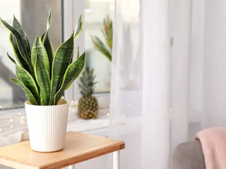 plant snake 720x540.jpg