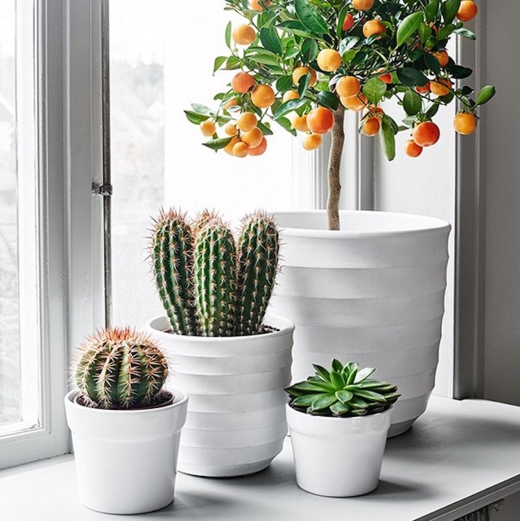 plantes rebord fenetre cactus succulentes agrume pot
