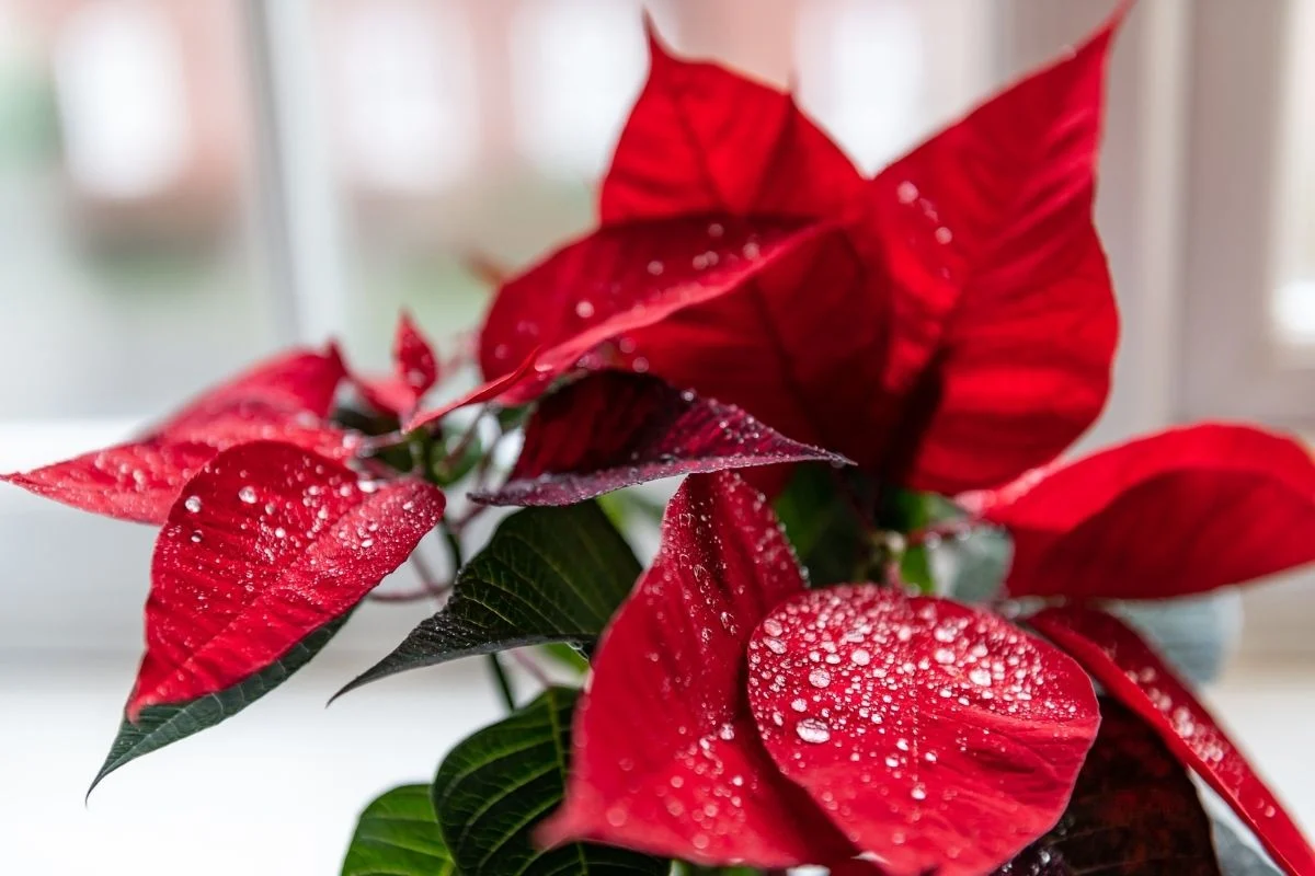 poinsettia care