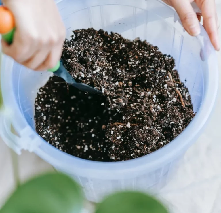 quel engrais plantes vertes comment fabriquer engrais jardin interieur bio e1676478404597 768x739 1