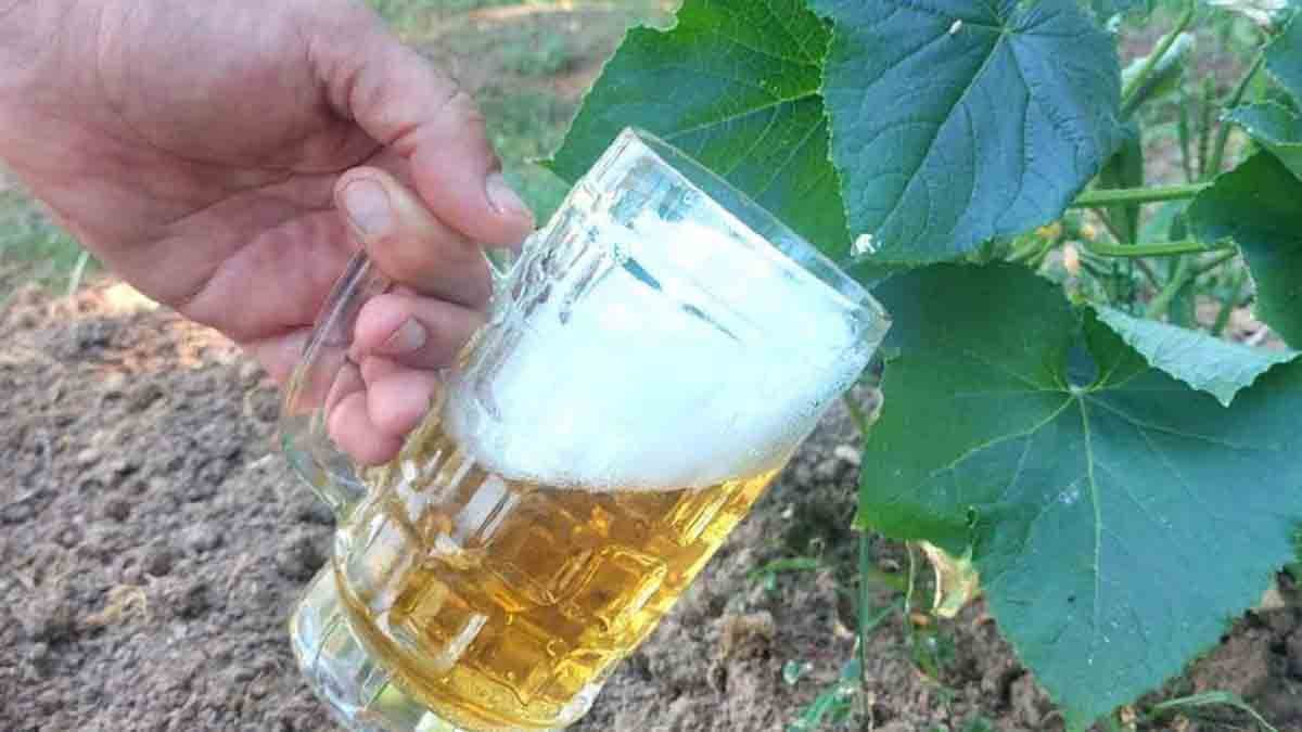 redonnez vie a vos plantes mortes en utilisant cet ingredient juste une petite quantite suffit pour les ressusciter