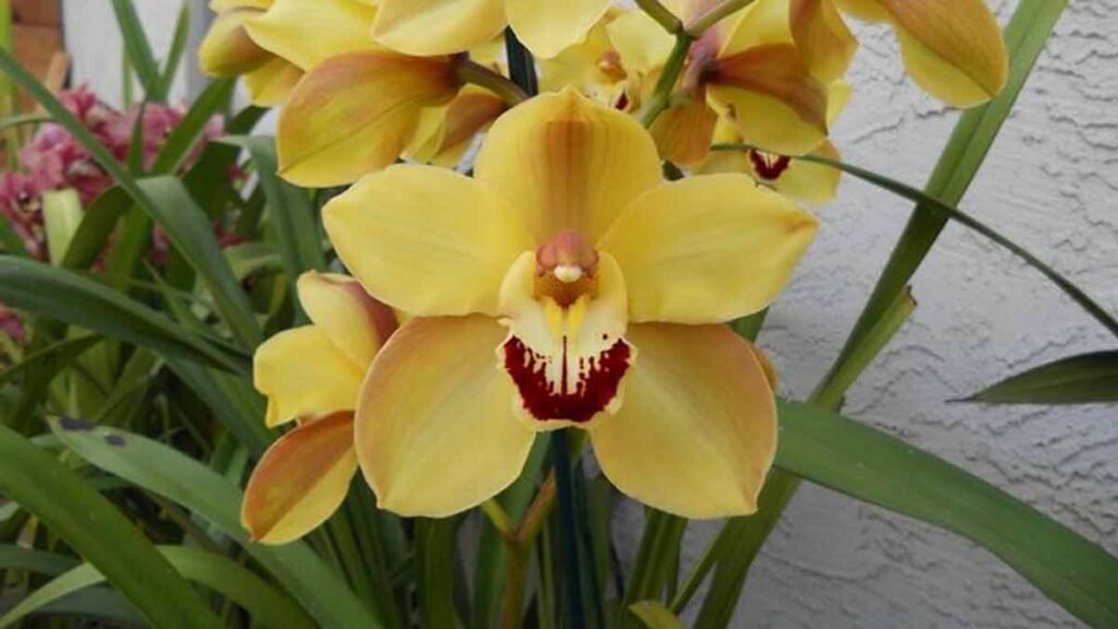 si les bulbes de lorchidee cymbidium sont jaunes voici ce qui se passe 1024x576 1