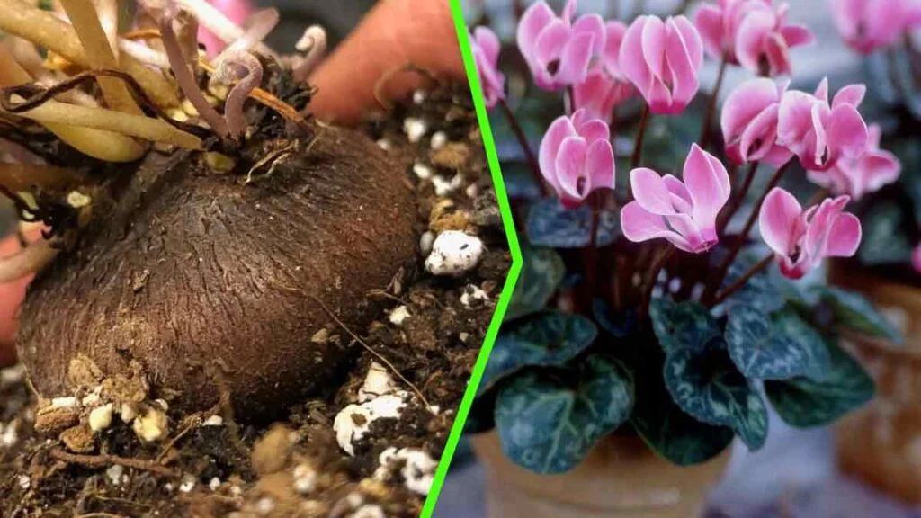 suivez ces precieux conseils pour bien preparer votre cyclamen a lhibernation 1024x576.jpg