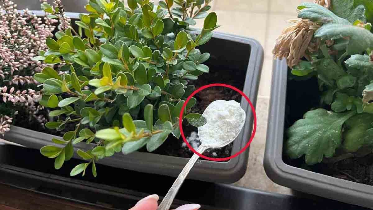 une poignee de cet engrais naturel va booster les plantes de votre jardin comme jamais auparavant