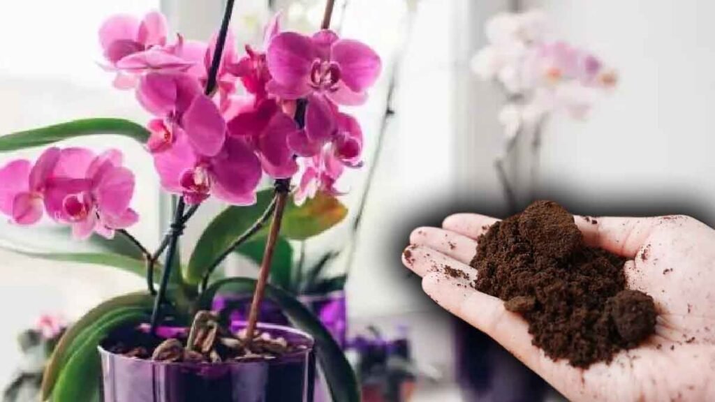 utiliser du marc de cafe pour faire pousser les orchidees est ce que cest une bonne idee