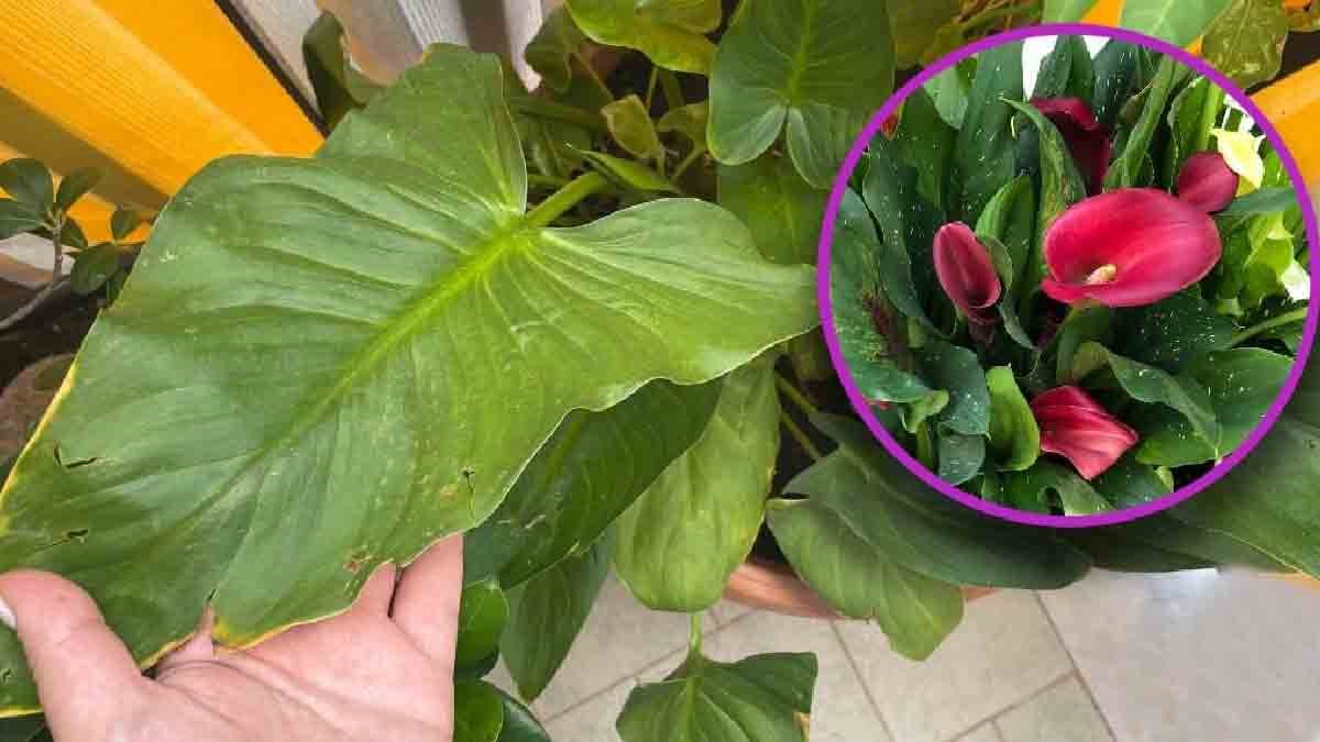 voici 3 raisons qui peuvent jaunir les feuilles de votre lys calla