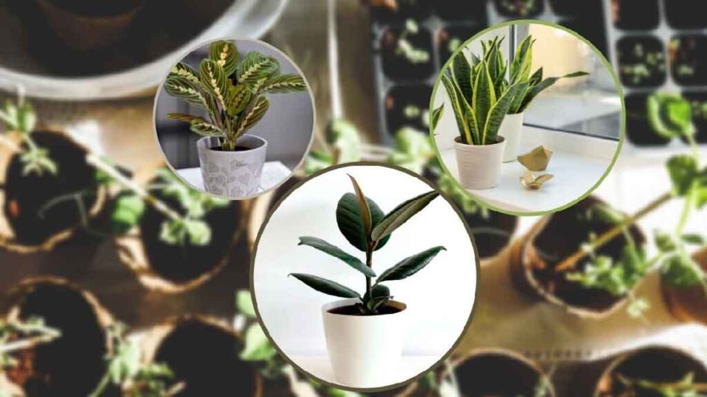 voici la liste complete des plantes qui resistent a tout elles sont parfaites pour les personnes qui nont pas la main verte