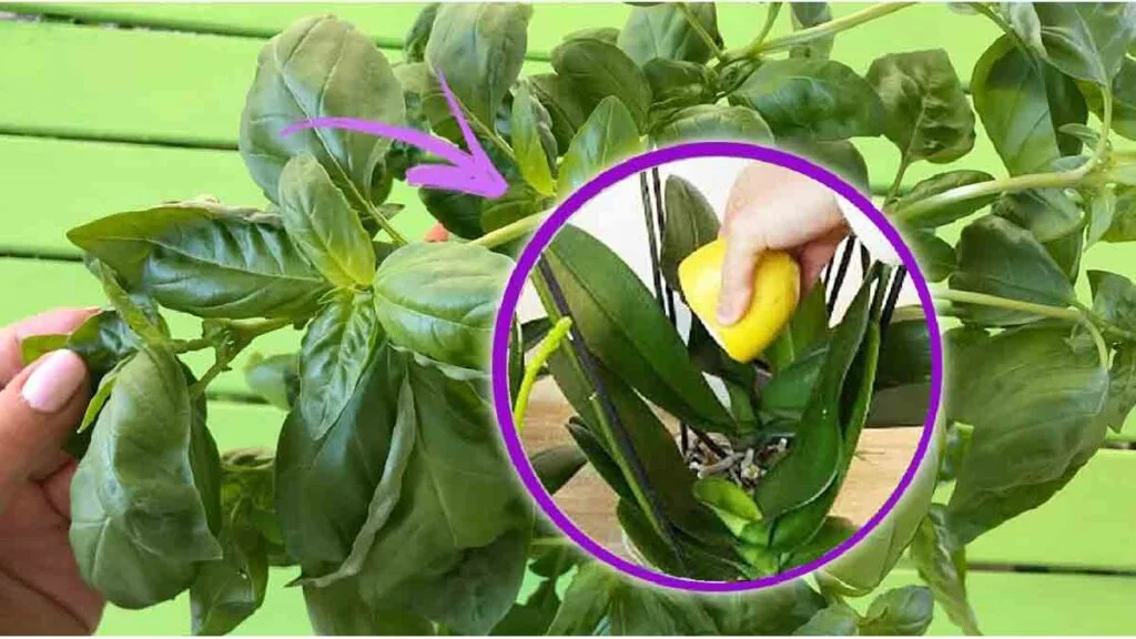 zeste de citron mettez le dans les plantes cest lastuce des jardiniers pour des plantes vigoureuses et luxuriantes 1024x576.jpg