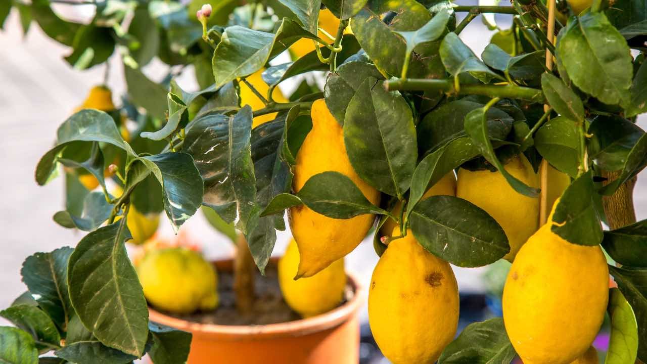 Albero di limoni
