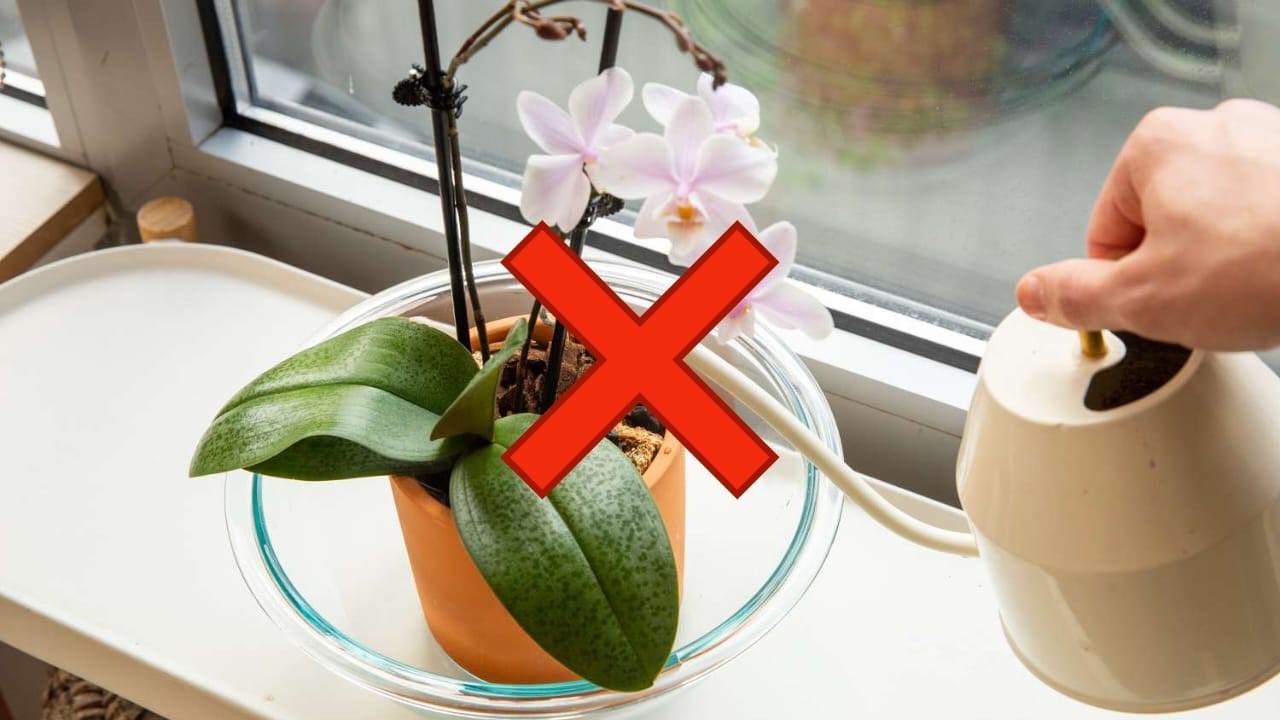 Annaffiare le orchidee