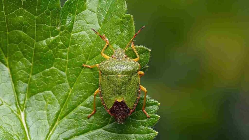 Come sbarazzarsi cimici