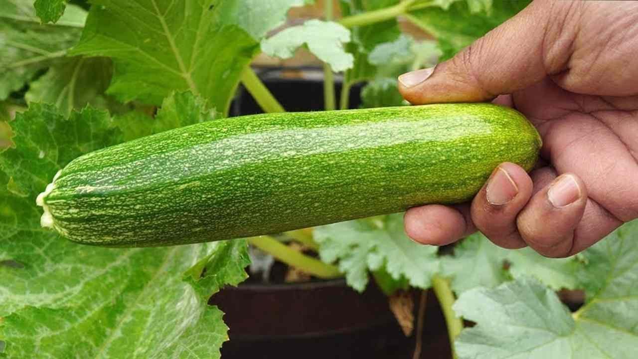 Dove piantare le zucchine