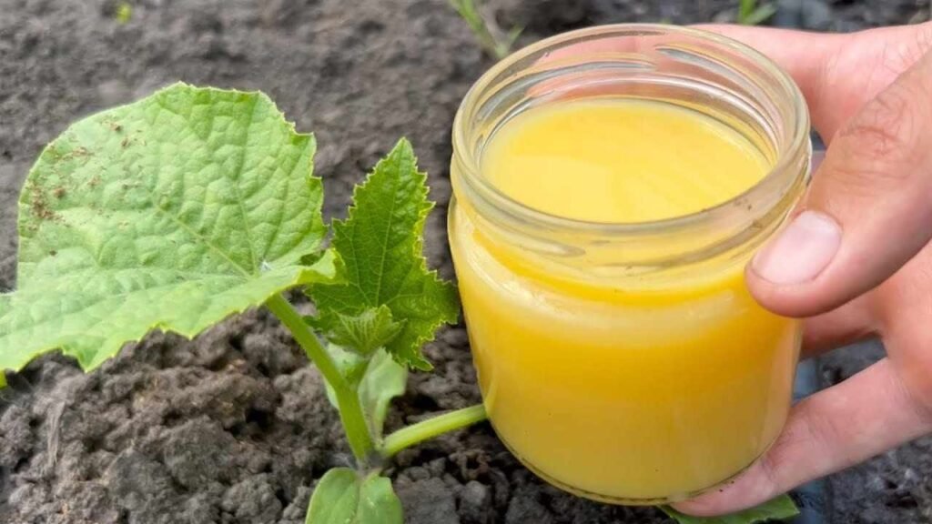 Fertilizzante per cetrioli pomodori zucchine