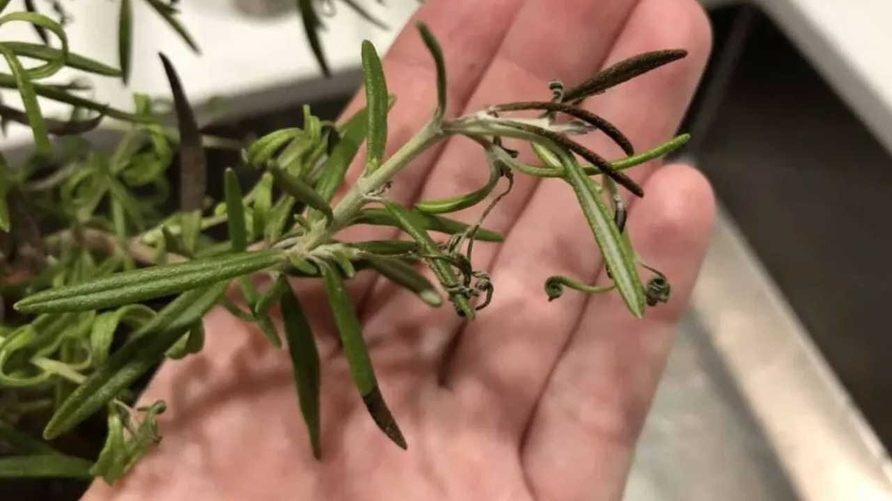 Foglie arricciate rosmarino