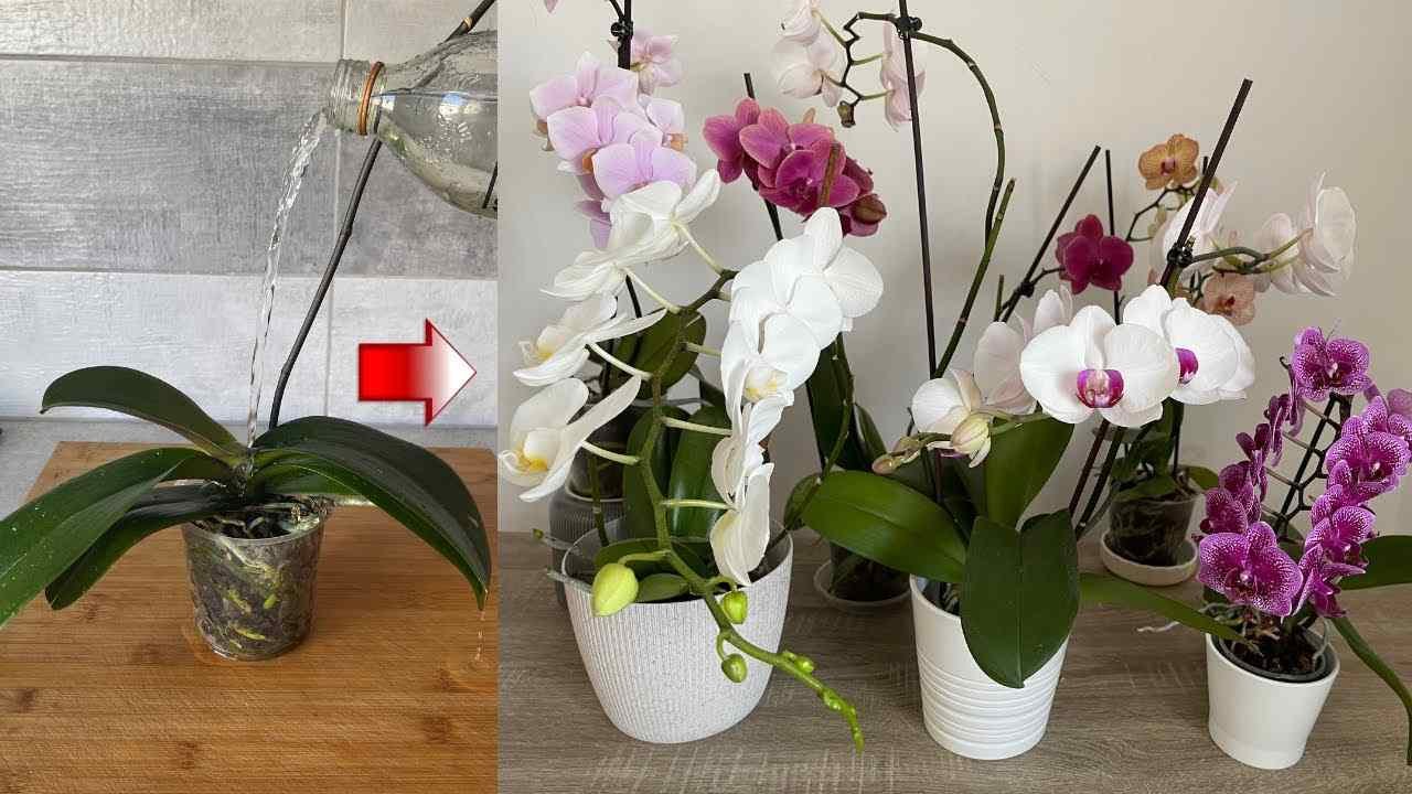Orchidee 4