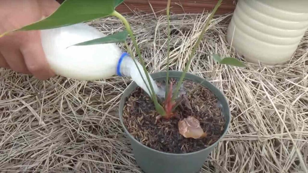 Potente fertilizzante casalingo