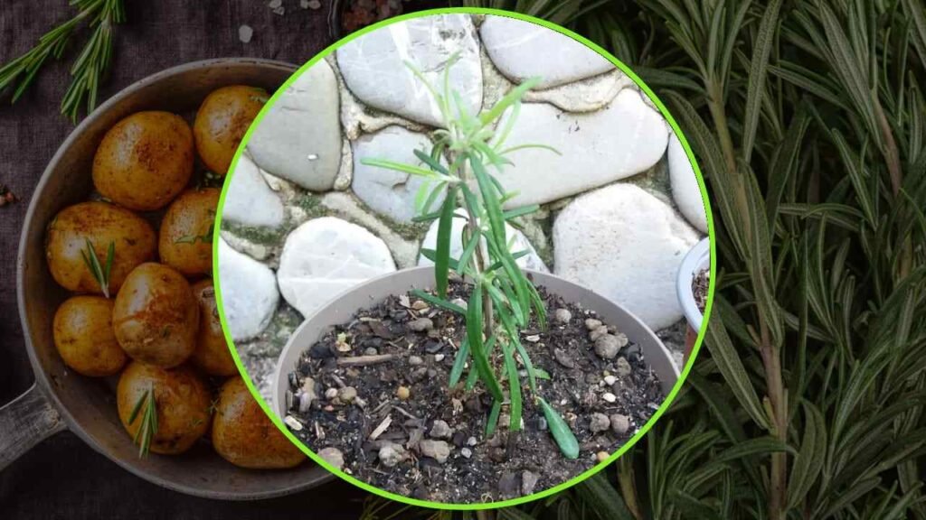 Rosmarino infinito metodo rametto