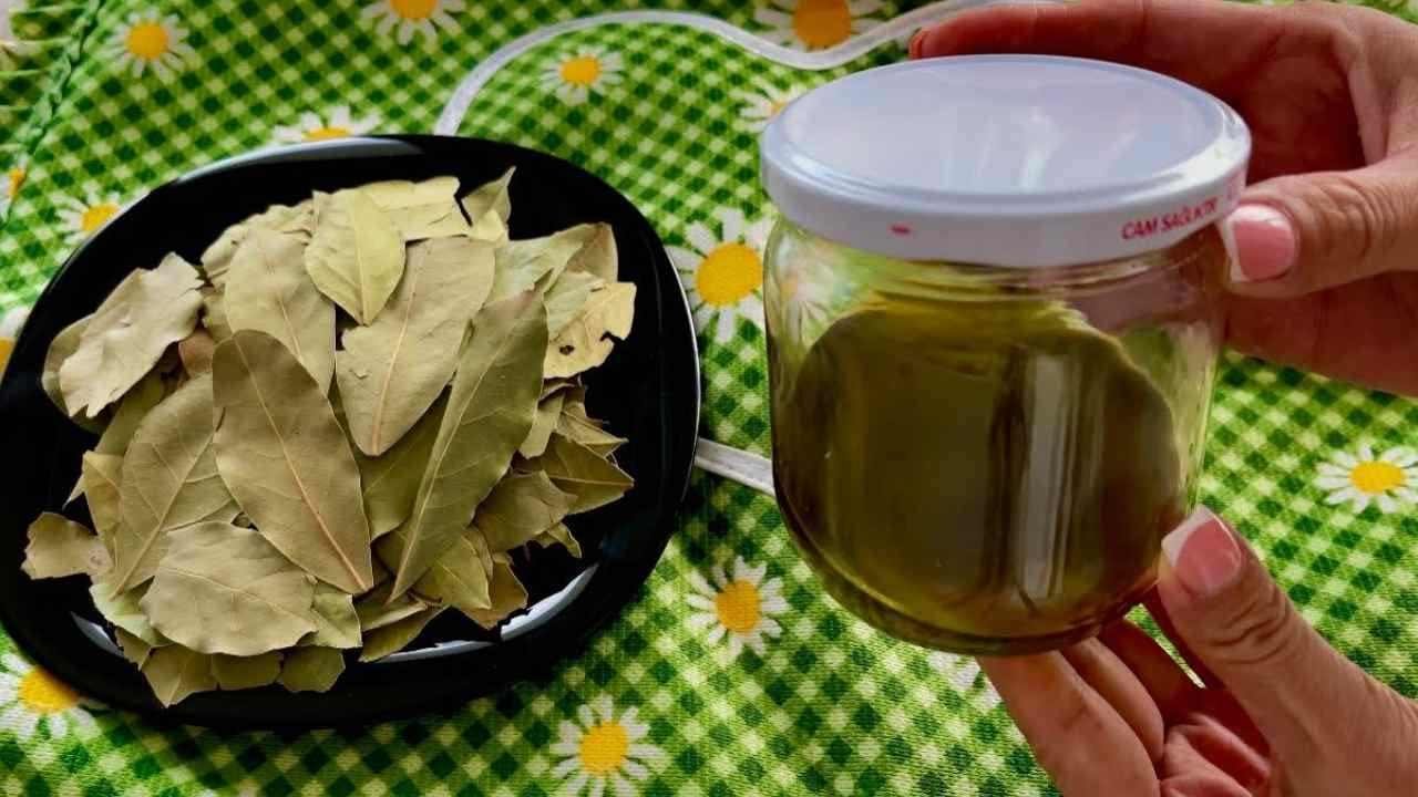 alloro e olio