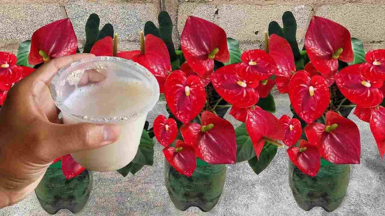 anthurium fioritura