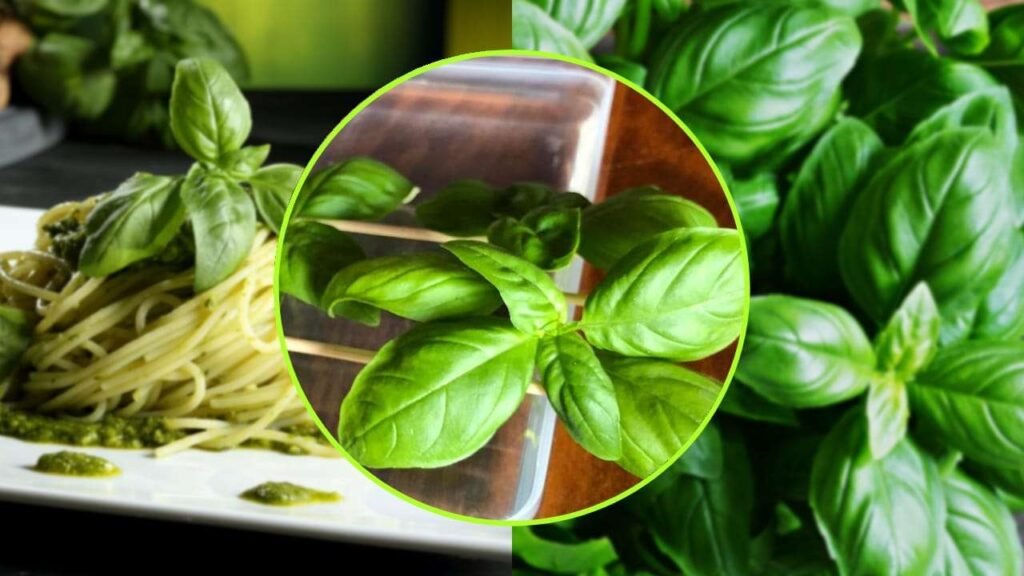 basilico metodo bastoncino 1