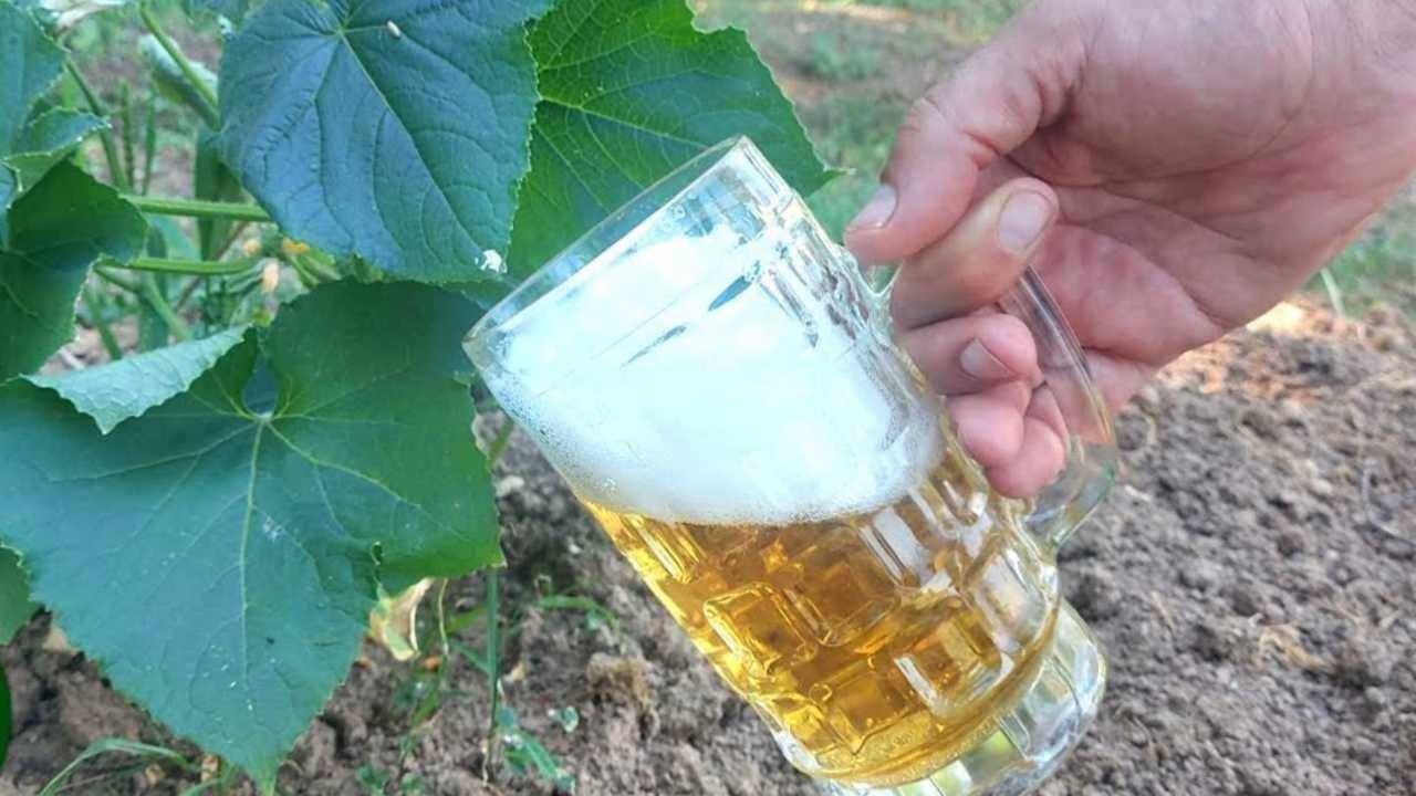 birra piante rinascita