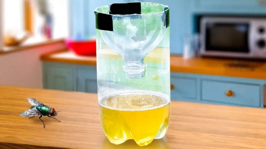 bottiglia e mosca in cucina