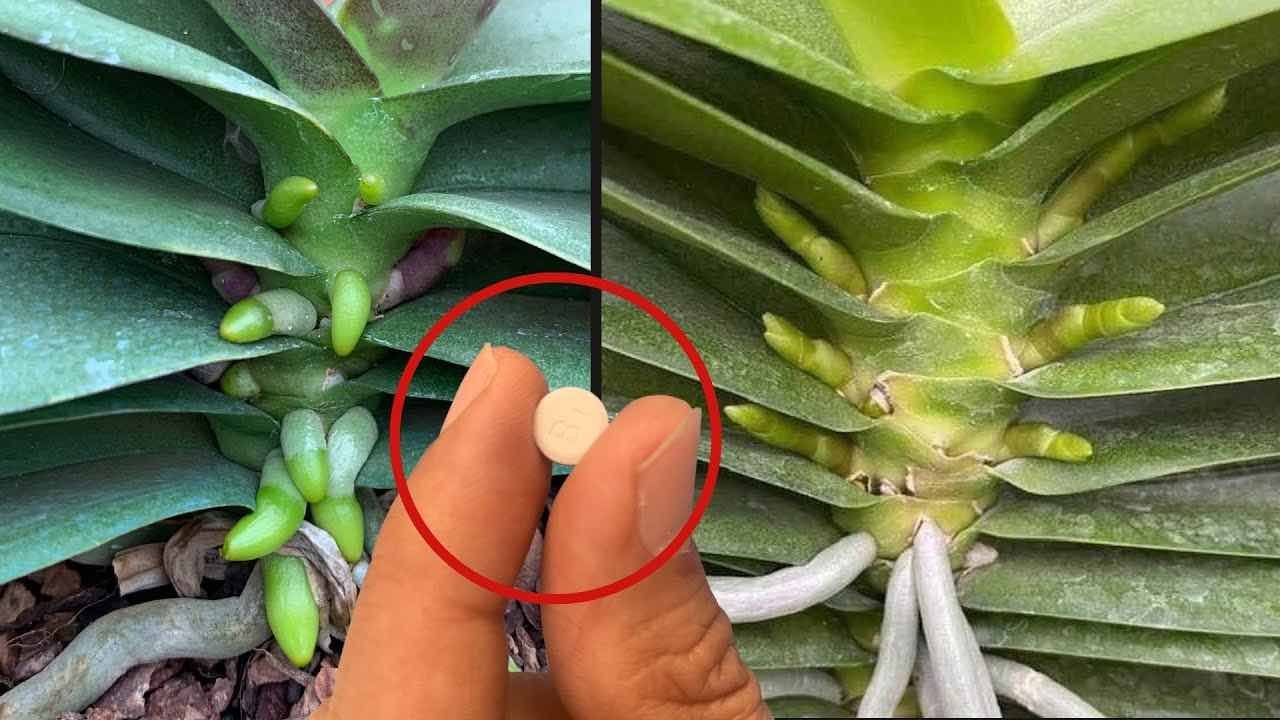 capsula nelle pianta