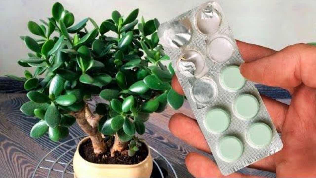 come curare albero dei soldi