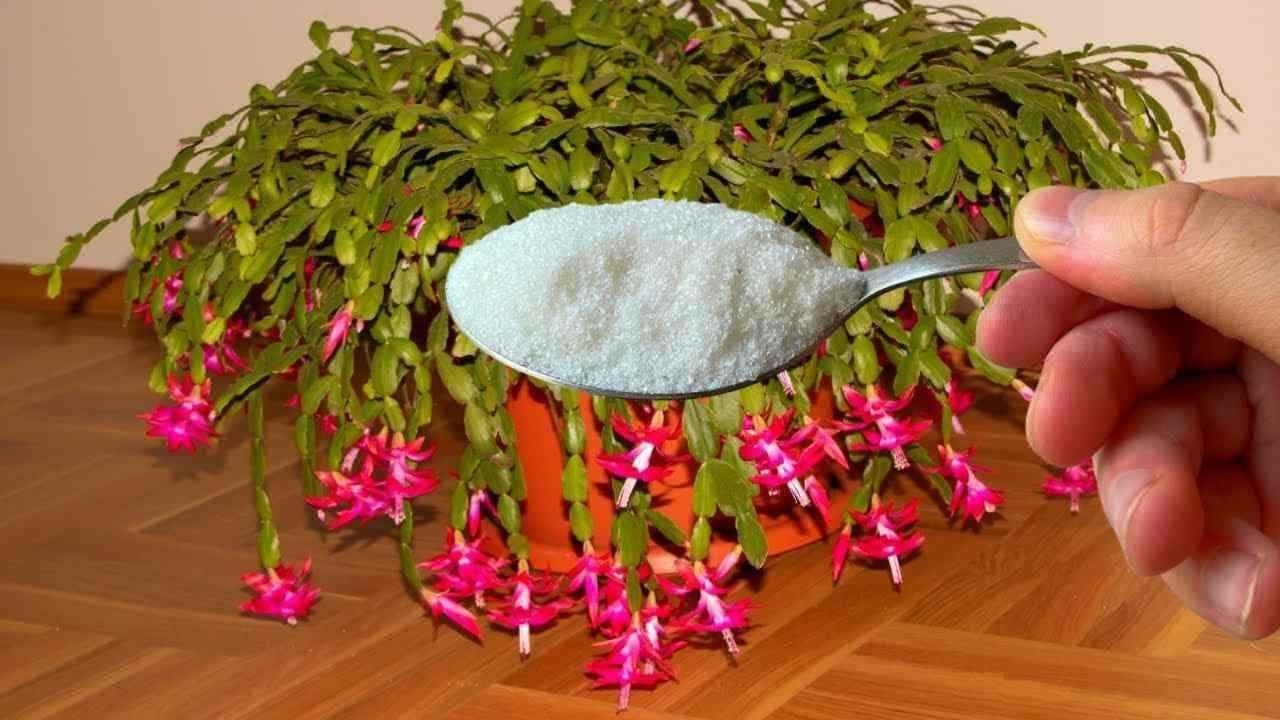 fioritura rapida piante