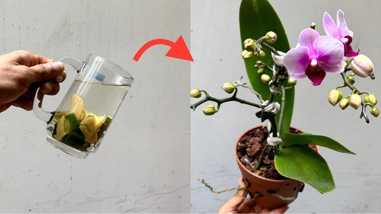 liquido per le orchidee