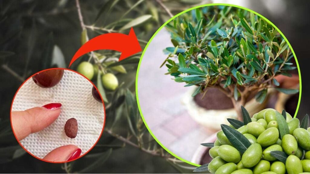 nocciolo ulivo coltivsazione