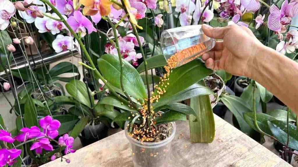 orchidea fertilizzante green