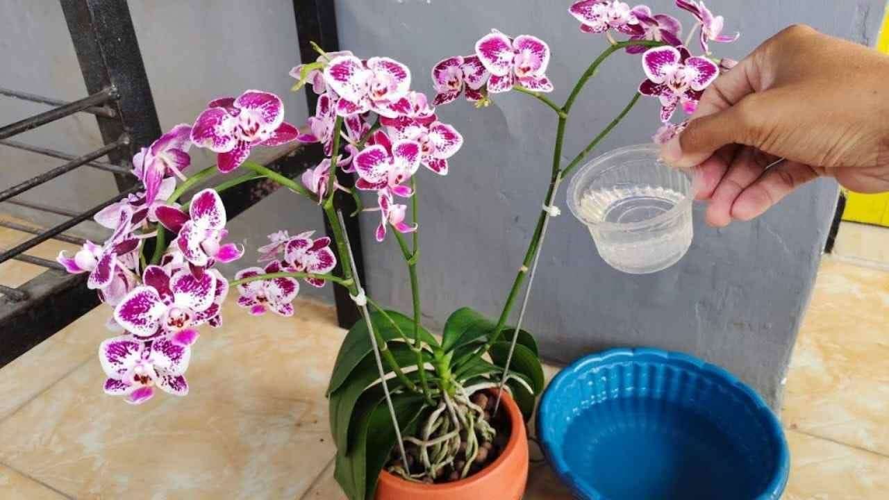 orchidea fiorita con 1 ingrediente