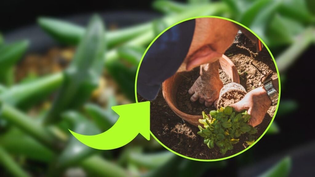 pianta delfino coltivazione