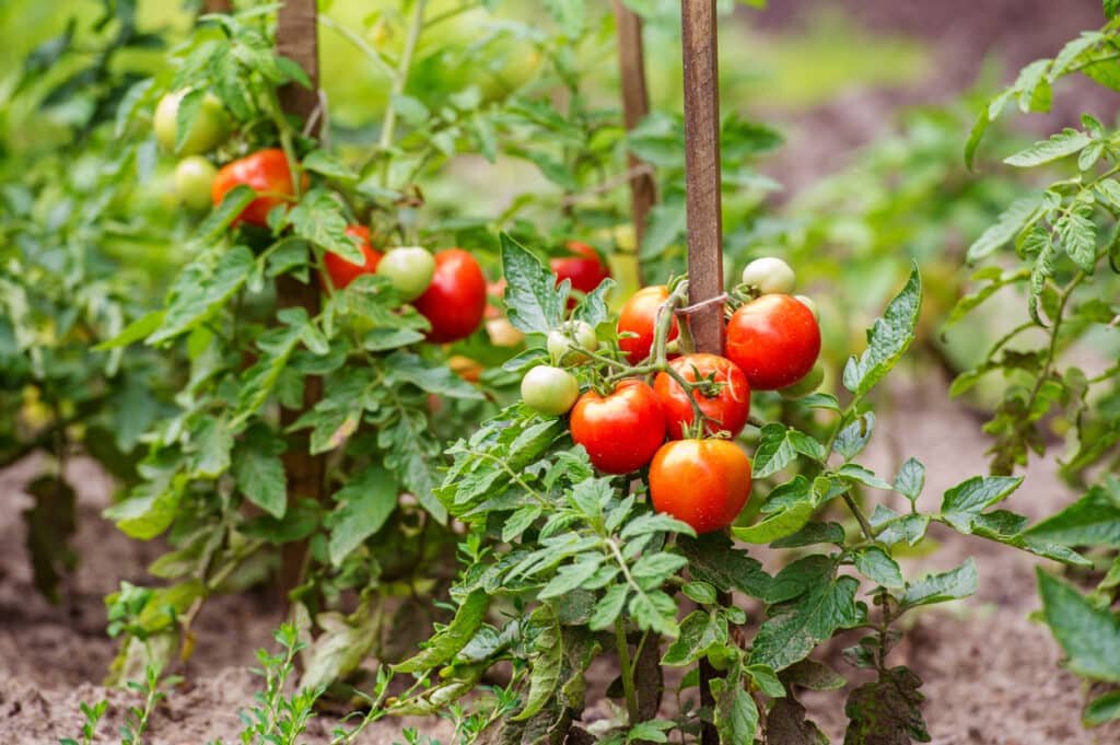 plants de tomates jardin potager 1024x681 1