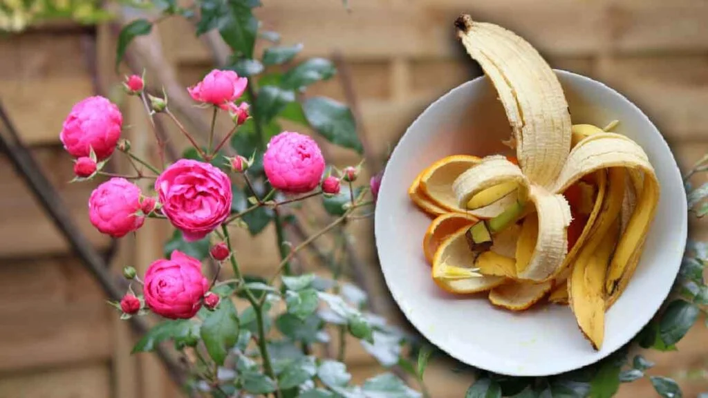 si vous avez des peaux de banane a la maison ne les jetez pas voici ce que vous pouvez en faire 1024x576.jpg