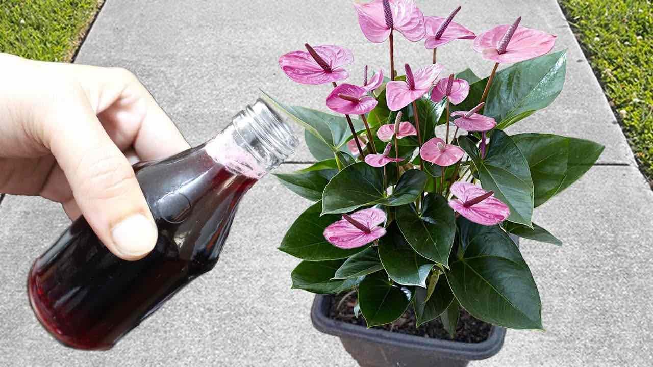 versare ingrediente nelle piante