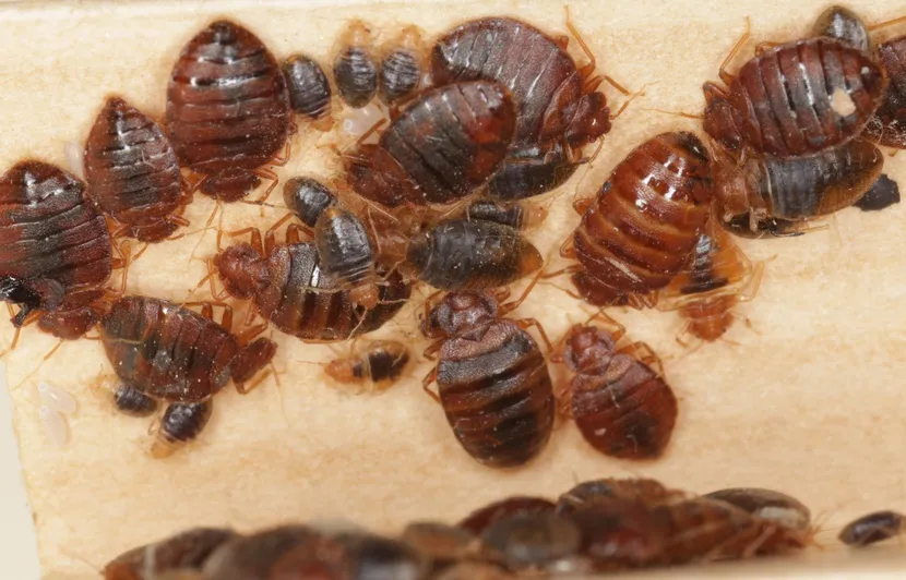 830x532 la ville de marseille s est dotee de deux tentes chauffantes pour eradiquer les punaises de lit