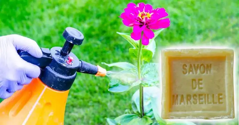 Pourquoi faut il diffuser de leau au savon de Marseille 768x403 1