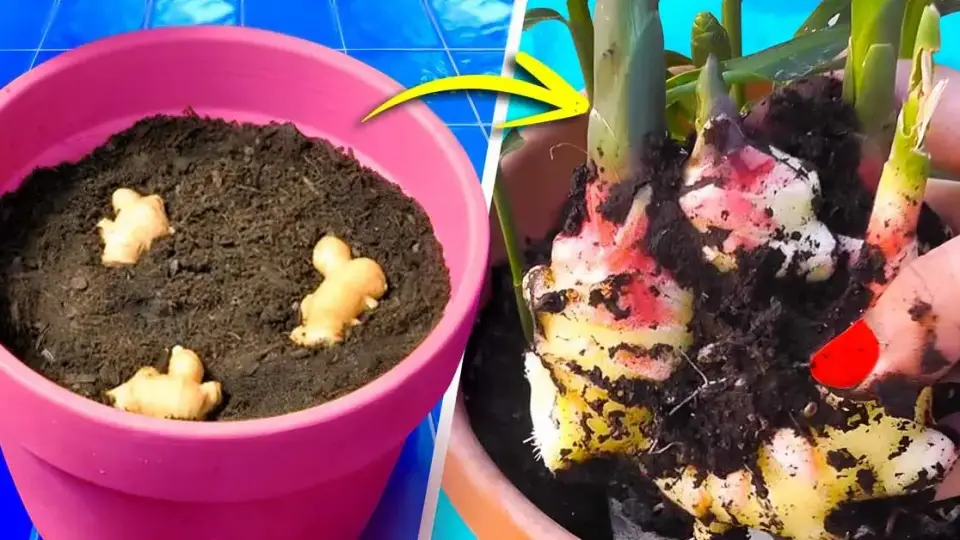 Voici comment cultiver du gingembre a la maison pour en avoir a linfini 1200x628 1 960x540 2