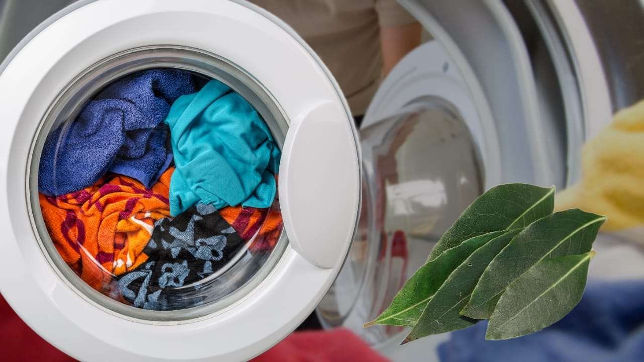 alloro in lavatrice 1