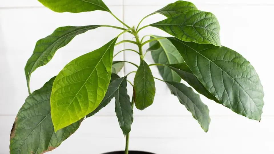 faire pousser avocat 1220x600 1 960x540 1