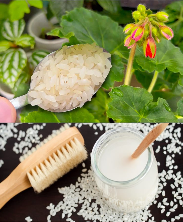 httpsjardineriasabia.comindex.php20230916un consejo inusual pero eficaz para cultivar tomates bonitos 2