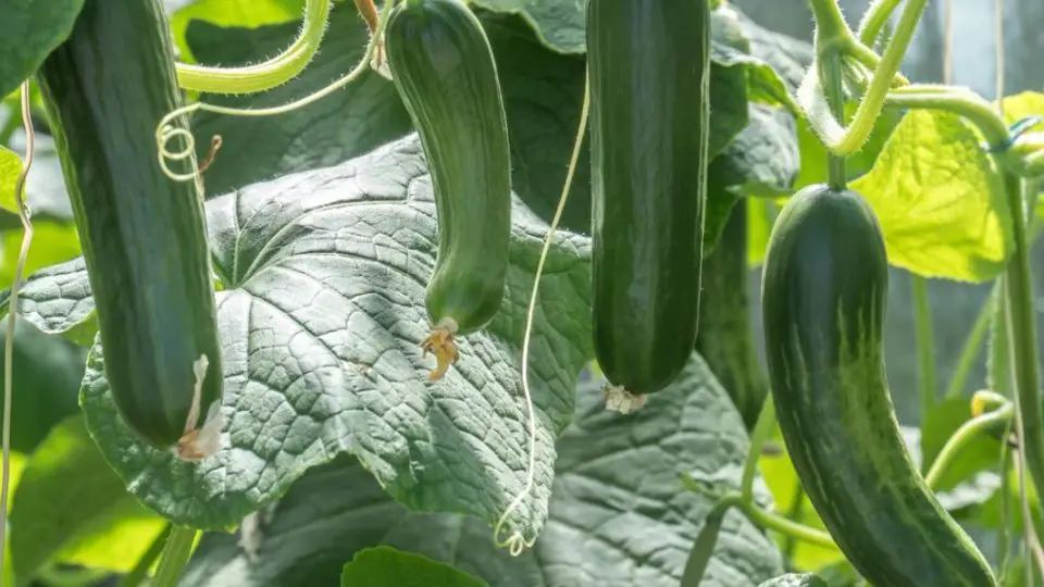 plantation culture concombre 1220x600 1 960x540 1