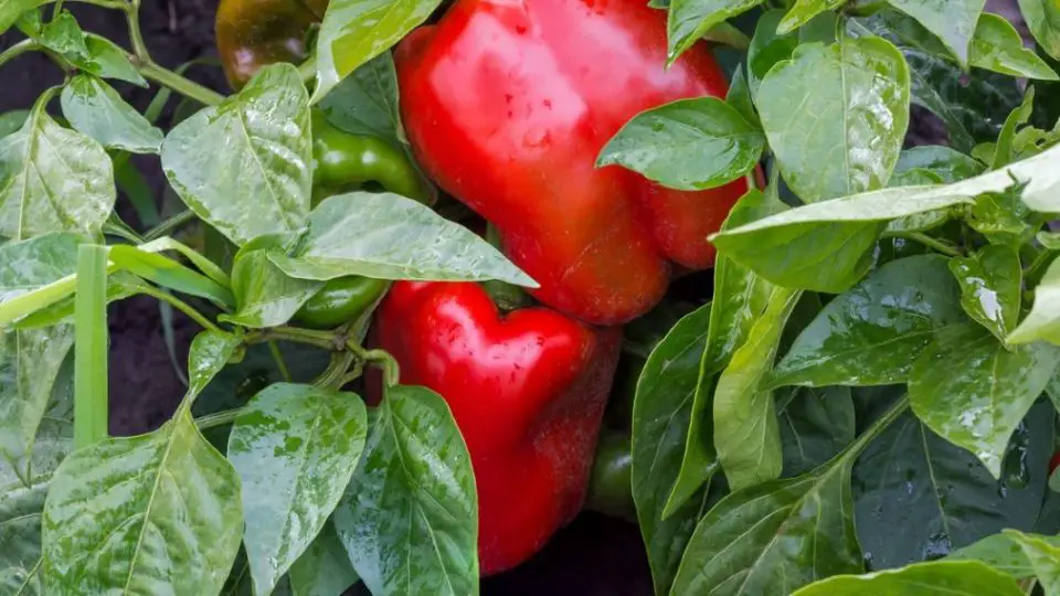 plantation poivrons 1220x600 1 960x540 1
