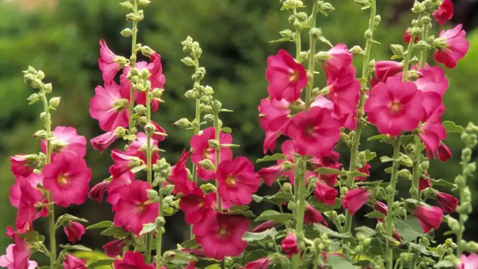 rose tremiere 1220x600 1 960x540 1