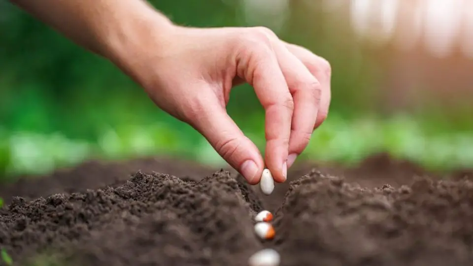 semer haricots 1220x600 1 960x540 1