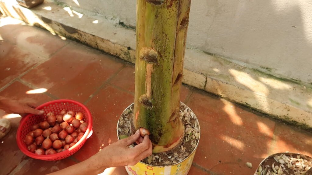 Amazing Idea Growing Onions on Banana Tree Trunk a Miracle Happened 1