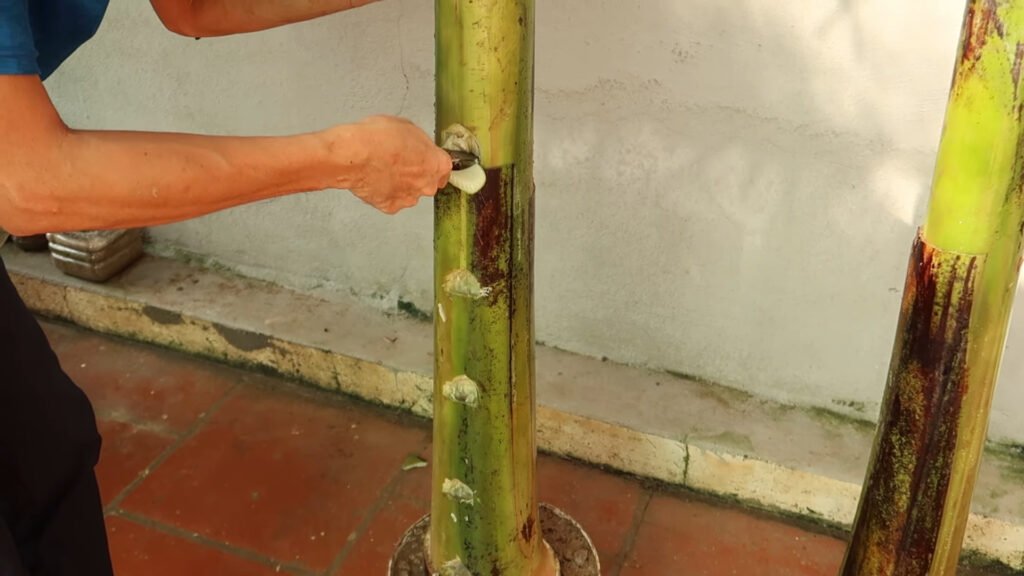 Amazing Idea Growing Onions on Banana Tree Trunk a Miracle Happened