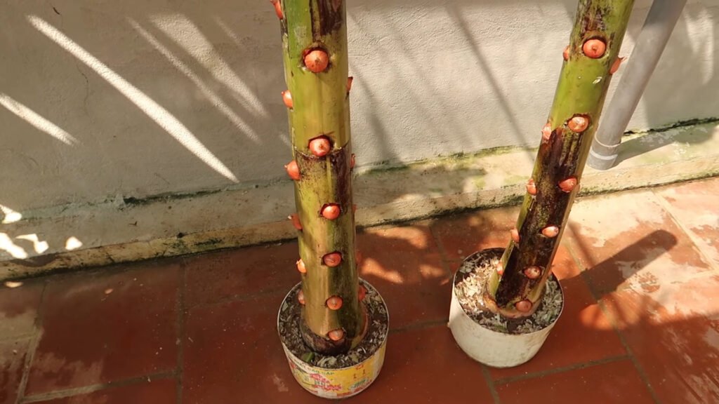 Amazing Idea Growing Onions on Banana Tree Trunk a Miracle Happened 2